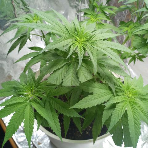 Galponeta growlog photo: a florarrr