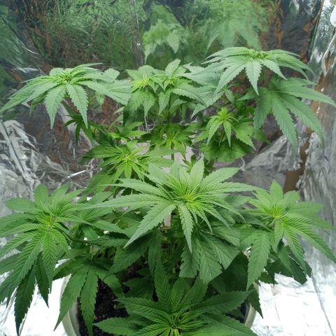 Galponeta growlog photo: a florarrr
