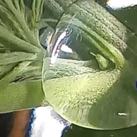 Galponeta growlog timeline photo