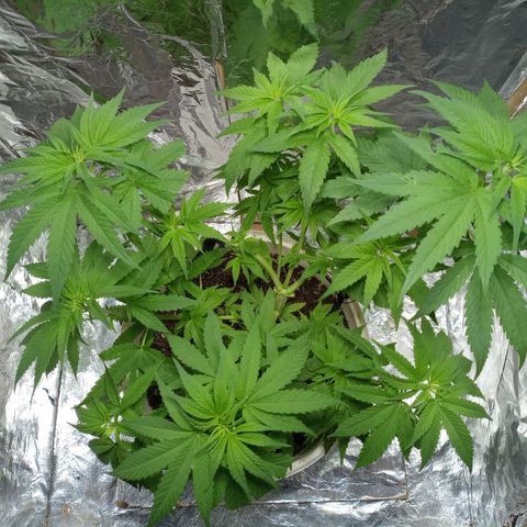 Galponeta growlog timeline photo