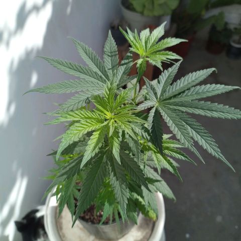 Galponeta growlog timeline photo