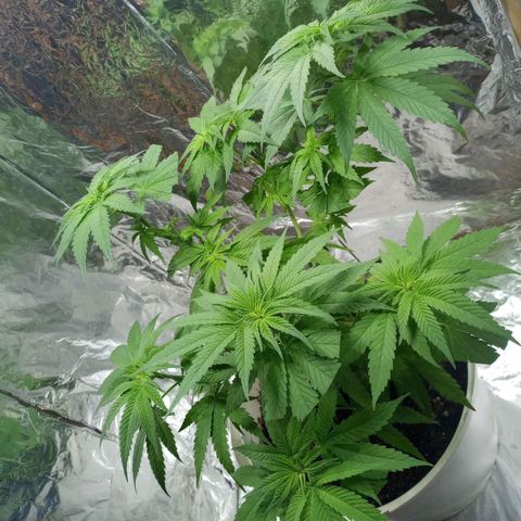 Galponeta growlog timeline photo
