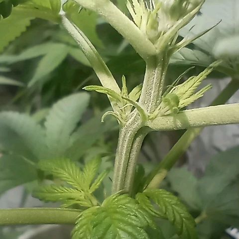 Galponeta growlog timeline photo