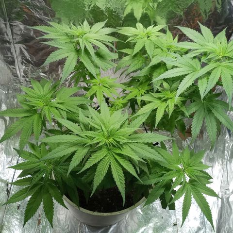 Galponeta growlog timeline photo