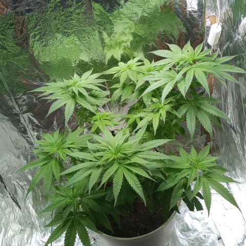 Galponeta growlog timeline photo