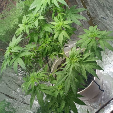 Galponeta growlog timeline photo