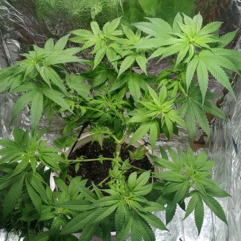 Galponeta growlog timeline photo