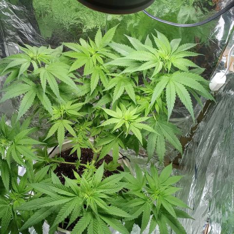 Galponeta growlog timeline photo
