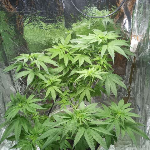 Galponeta growlog timeline photo