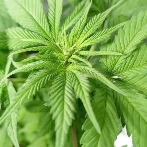 Galponeta growlog timeline photo