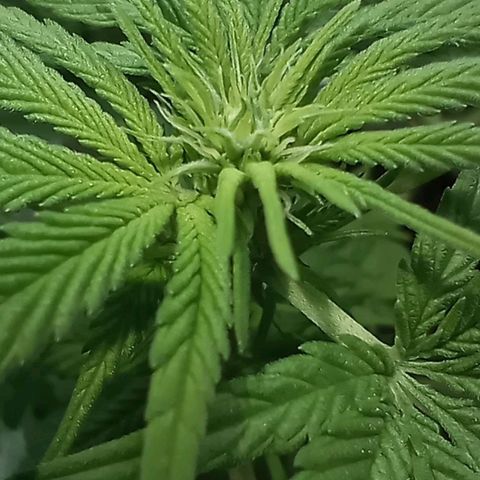 Galponeta growlog timeline photo