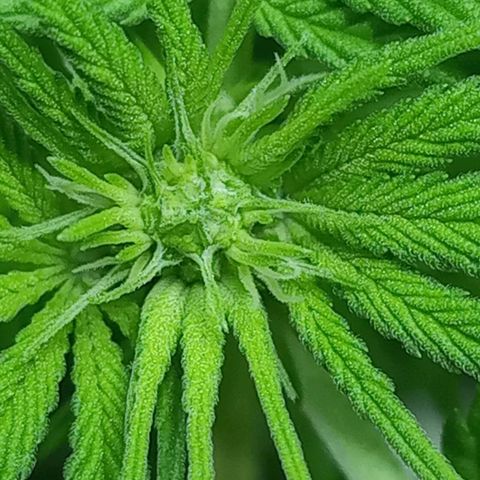 Galponeta growlog timeline photo
