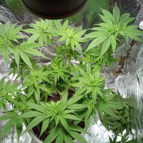 Galponeta growlog timeline photo