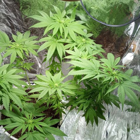 Galponeta growlog timeline photo