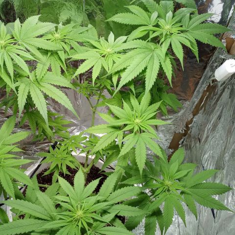 Galponeta growlog timeline photo