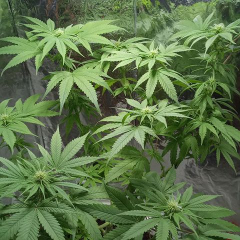 Galponeta growlog timeline photo