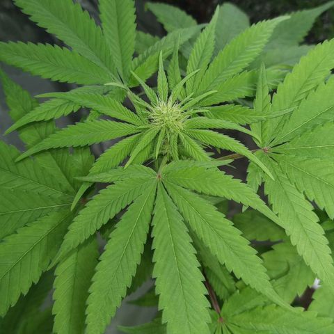 Galponeta growlog timeline photo