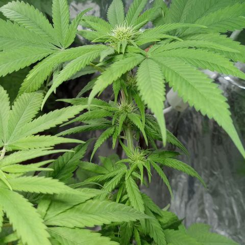 Galponeta growlog timeline photo