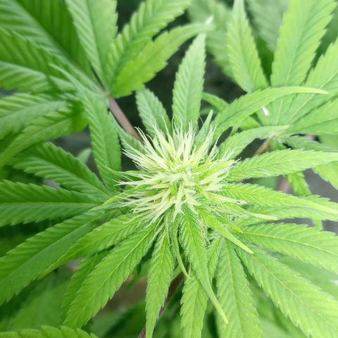Galponeta growlog timeline photo
