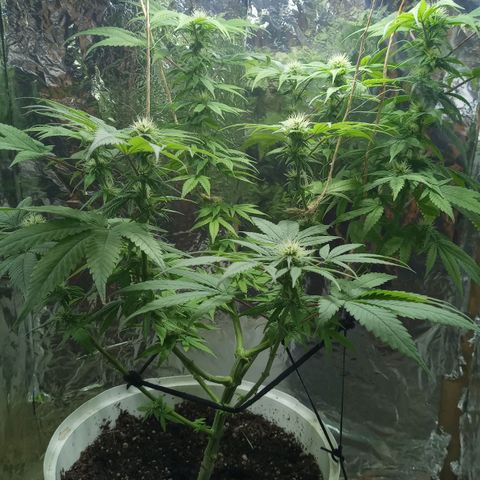 Galponeta growlog timeline photo