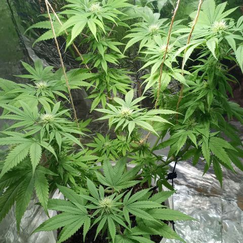Galponeta growlog timeline photo