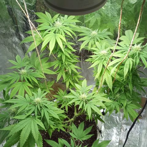 Galponeta growlog timeline photo