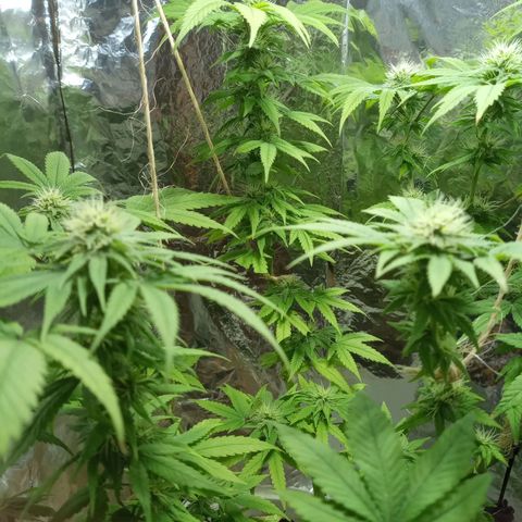 Galponeta growlog timeline photo