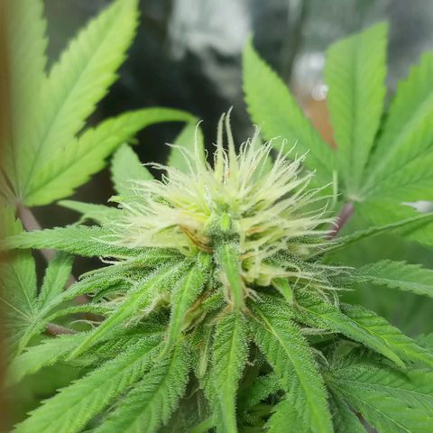 Galponeta growlog timeline photo