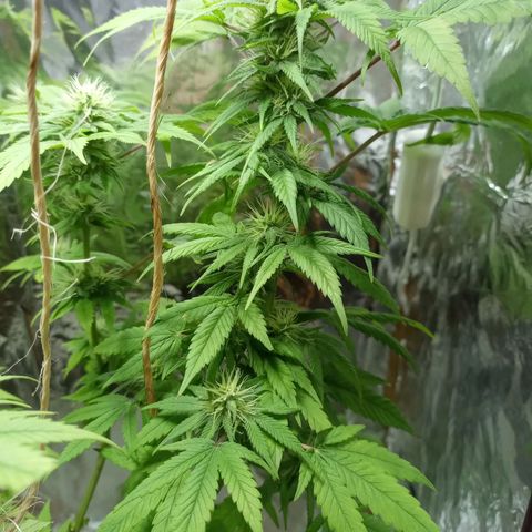 Galponeta growlog timeline photo