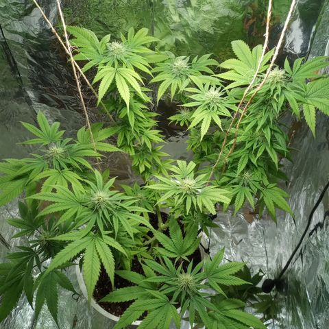 Galponeta growlog timeline photo