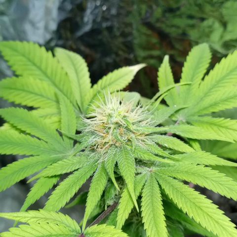 Galponeta growlog timeline photo