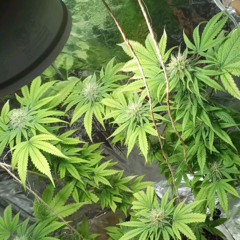 Galponeta growlog timeline photo