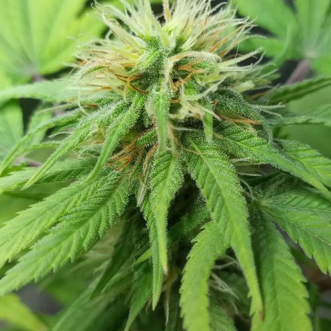 Galponeta growlog timeline photo