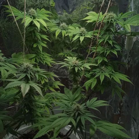 Galponeta growlog timeline photo