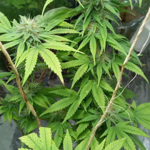 Galponeta growlog timeline photo