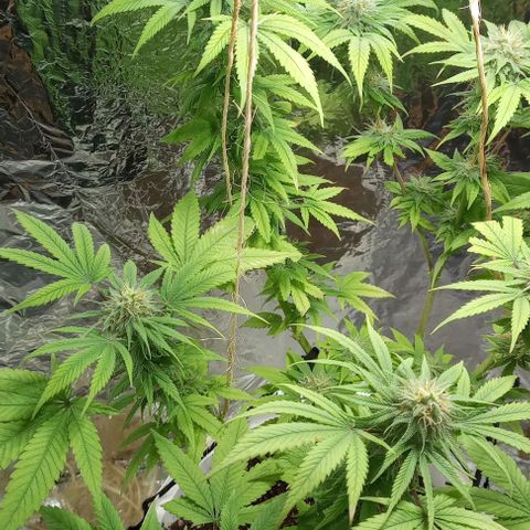 Galponeta growlog timeline photo