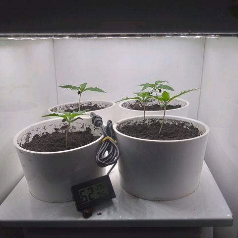 Colômbia kkau  growlog photo: Começando a nascer mais uma folha parece que a de 5 pontas