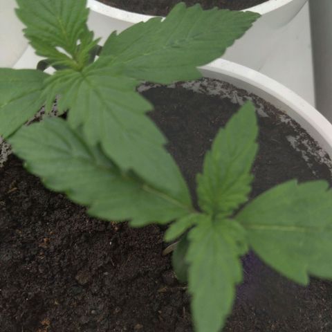 Colômbia kkau  growlog timeline photo