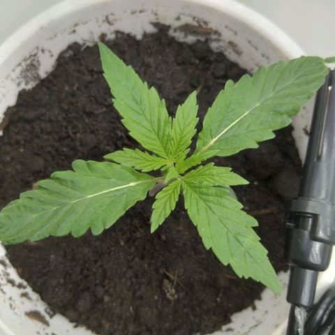Colômbia kkau  growlog timeline photo