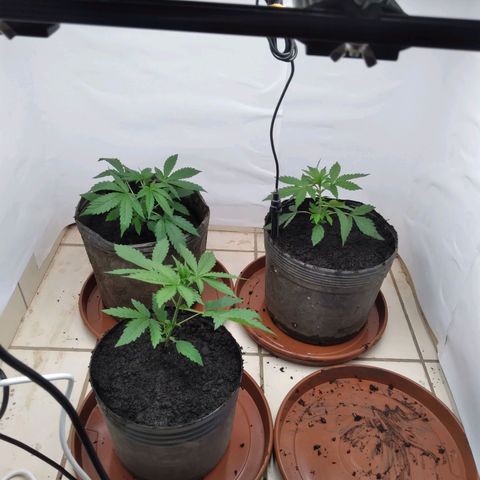 Colômbia kkau  growlog photo: Transplante 
334 ppfd