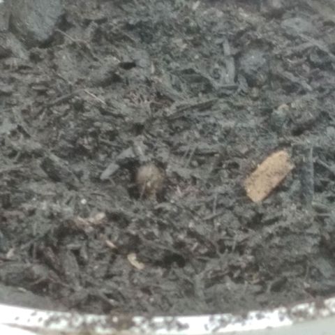 Colômbia kkau  growlog photo: Limonada de mango 