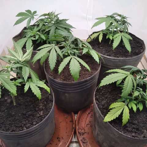 Colômbia kkau  growlog photo: Amarelando as folhas de baixo 
Folhas novas bastante vigorosas 