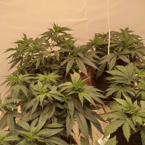 Colômbia kkau  growlog timeline photo