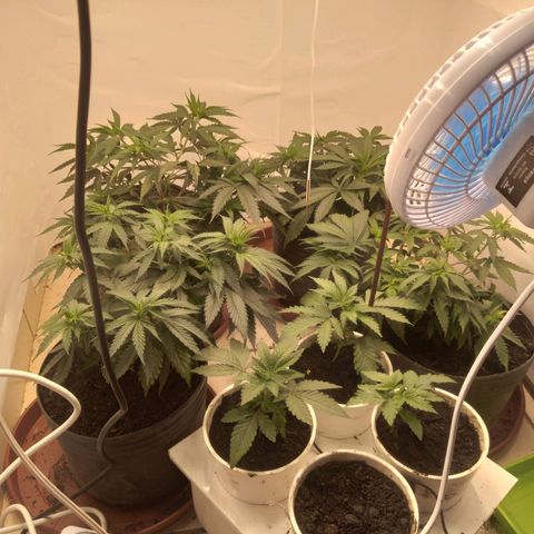Colômbia kkau  growlog timeline photo