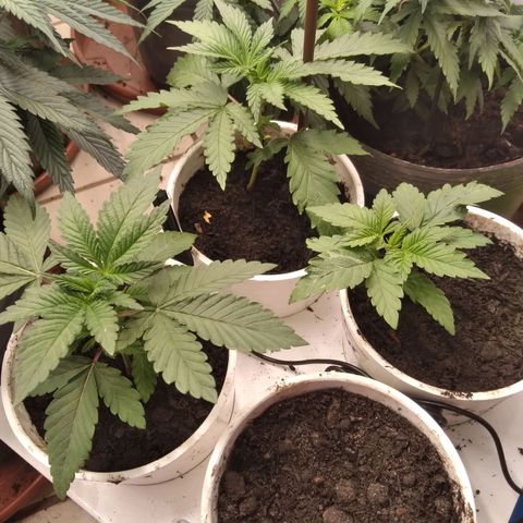 Colômbia kkau  growlog timeline photo