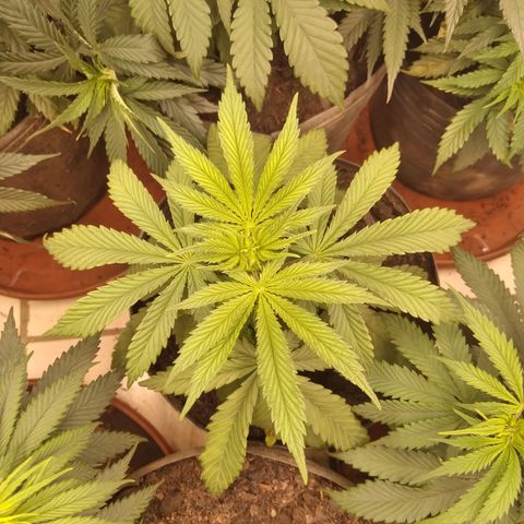Colômbia kkau  growlog photo: Foto1esquerda fundo kkau Colômbia folhas secando acho que over fértil 
Foto2 esquerda frente kkau Colômbia boa colocação 
Foto 3 fundo direita algumas folhas com clorose algumas manchas 
Foto 4 kkau Colômbia também sentiu a fértil 
Foto 5 limonada de mango fundo meio1 dia de transplante 
Foto 6 banana kush centro meio 1 dia de transplante 
Foto 7 milk-shake frente meio 1 dia de transplante 
Foto 