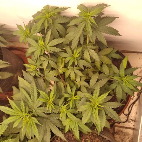 Colômbia kkau  growlog photo: Foto1esquerda fundo kkau Colômbia folhas secando acho que over fértil 
Foto2 esquerda frente kkau Colômbia boa colocação 
Foto 3 fundo direita algumas folhas com clorose algumas manchas 
Foto 4 kkau Colômbia também sentiu a fértil 
Foto 5 limonada de mango fundo meio1 dia de transplante 
Foto 6 banana kush centro meio 1 dia de transplante 
Foto 7 milk-shake frente meio 1 dia de transplante 
Foto 