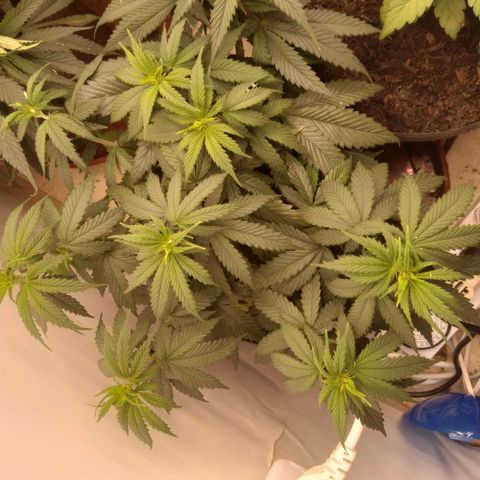 Colômbia kkau  growlog photo: Foto1esquerda fundo kkau Colômbia folhas secando acho que over fértil 
Foto2 esquerda frente kkau Colômbia boa colocação 
Foto 3 fundo direita algumas folhas com clorose algumas manchas 
Foto 4 kkau Colômbia também sentiu a fértil 
Foto 5 limonada de mango fundo meio1 dia de transplante 
Foto 6 banana kush centro meio 1 dia de transplante 
Foto 7 milk-shake frente meio 1 dia de transplante 
Foto 