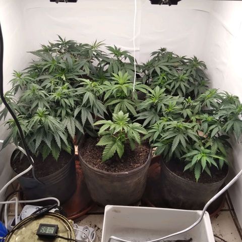 Colômbia kkau  growlog photo: Foto1esquerda fundo kkau Colômbia folhas secando acho que over fértil 
Foto2 esquerda frente kkau Colômbia boa colocação 
Foto 3 fundo direita algumas folhas com clorose algumas manchas 
Foto 4 kkau Colômbia também sentiu a fértil 
Foto 5 limonada de mango fundo meio1 dia de transplante 
Foto 6 banana kush centro meio 1 dia de transplante 
Foto 7 milk-shake frente meio 1 dia de transplante 
Foto 