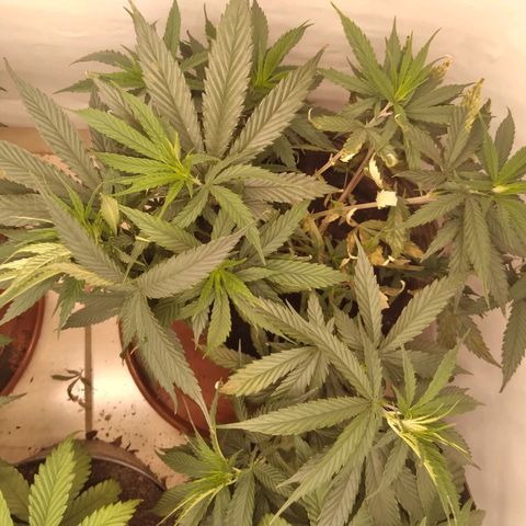 Colômbia kkau  growlog photo: Foto1esquerda fundo kkau Colômbia folhas secando acho que over fértil 
Foto2 esquerda frente kkau Colômbia boa colocação 
Foto 3 fundo direita algumas folhas com clorose algumas manchas 
Foto 4 kkau Colômbia também sentiu a fértil 
Foto 5 limonada de mango fundo meio1 dia de transplante 
Foto 6 banana kush centro meio 1 dia de transplante 
Foto 7 milk-shake frente meio 1 dia de transplante 
Foto 